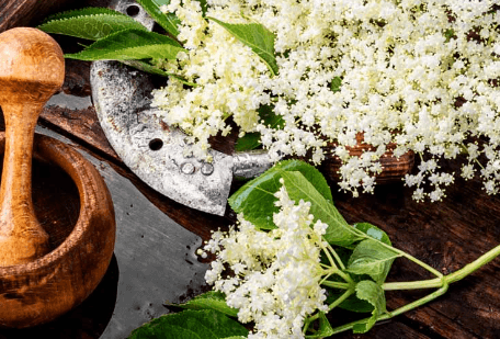 The Elderflower Is A Good Source Of Nutrition And Health