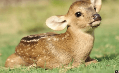 Baby:Hmv1xdxnlei= Deer