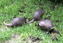 Baby:Heyrgihc5z4= Armadillo