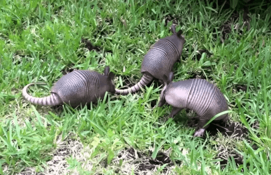 Baby:Heyrgihc5z4= Armadillo