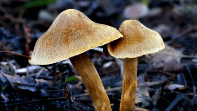 The Elimination of Psilocybin: Understanding How Your Body Breaks Down Shrooms