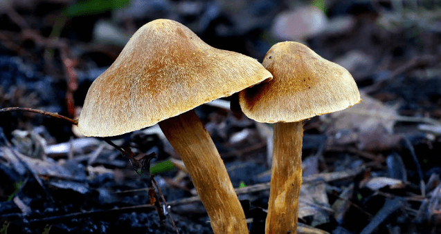 The Elimination of Psilocybin: Understanding How Your Body Breaks Down Shrooms