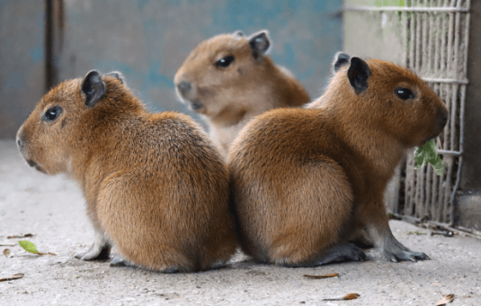 Baby:Wrhzi7c5n6k= Capibara