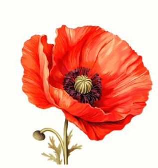 Clipart:Sa5diuktyww= Poppy