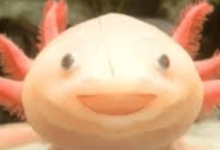 Cute:Dyf8c8wezxm= Axolotl