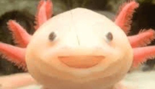 Cute:Dyf8c8wezxm= Axolotl