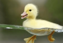 Cute:Mq1dy-Nnlwa= Duck