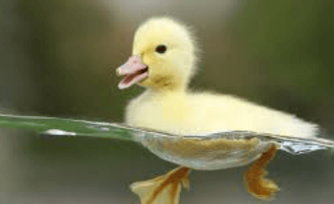 Cute:Mq1dy-Nnlwa= Duck