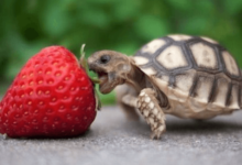 Cute:U4owxcuimb8= Turtle