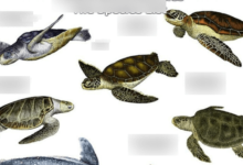 Cutest Turtle Breeds