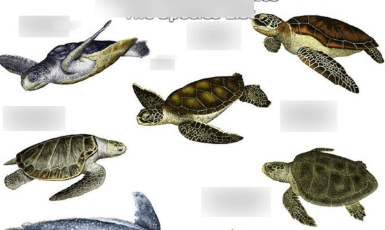 Cutest Turtle Breeds