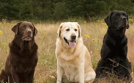 Labrador:J_Wpykxcjxm= Retriever