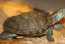 Red Eye Tortoise