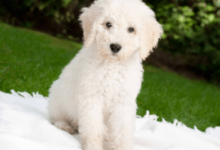 Puppy:Kpmu60zvxa8= Labradoodles