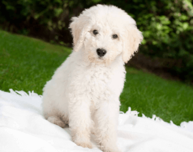 Puppy:Kpmu60zvxa8= Labradoodles