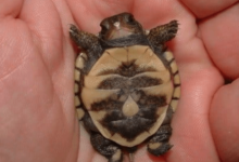 Turtles Are Cute