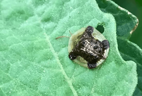 Turtle That Looks Like a Leaf