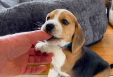 Puppy:1chd8mtfua4= Beagle