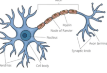 Labeled:Cdraxc4dlxm= Neuron Diagram