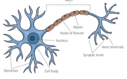 Labeled:Cdraxc4dlxm= Neuron Diagram