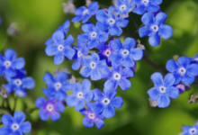 Blue:Huhwnpdnyc8= Flowers