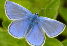 Blue:H-Ak2r9tiiq= Butterfly