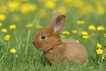 Cute:G20bacyjnym= Rabbits