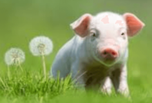 Cute:Jmb_Ljazido= Piglet