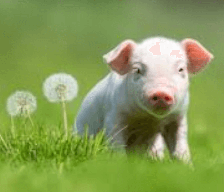 Cute:Jmb_Ljazido= Piglet