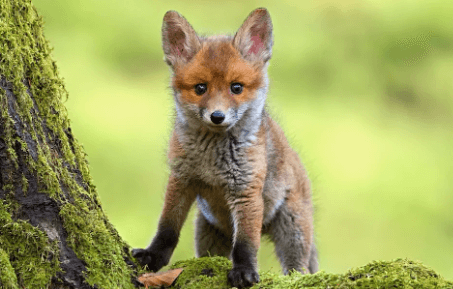 Cute:Vckxjxf4zh0= Foxes