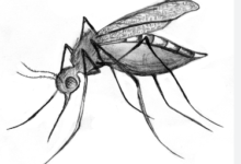 Drawing:Wifbrgz4m0o= Mosquito