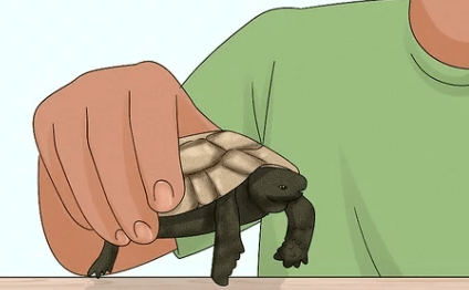 What Tortoises Like to Be Handled