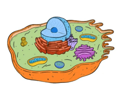 Animal:Z9surbj6cs8= Cell Labeled