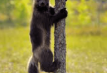 Animal:Lxjjx7snyfs= Wolverines