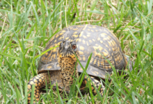 Baby Turtle Eyes Closed