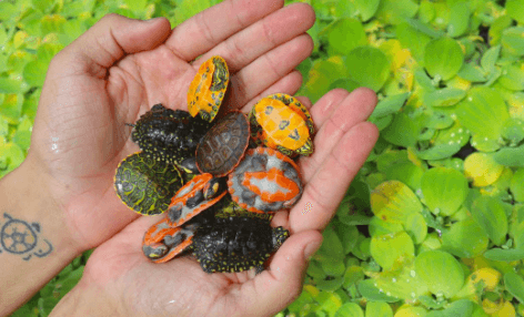 Cute Super Cute Baby Tortoise