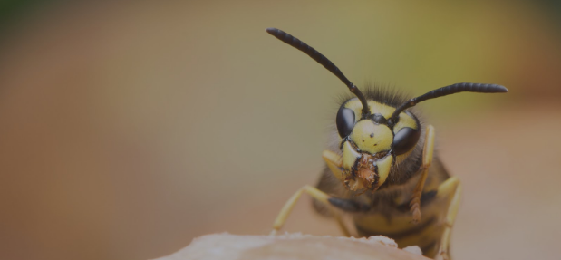 Wasp Extermination