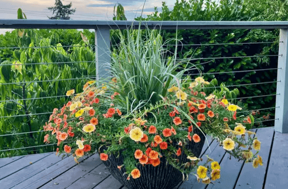 Planter Containers