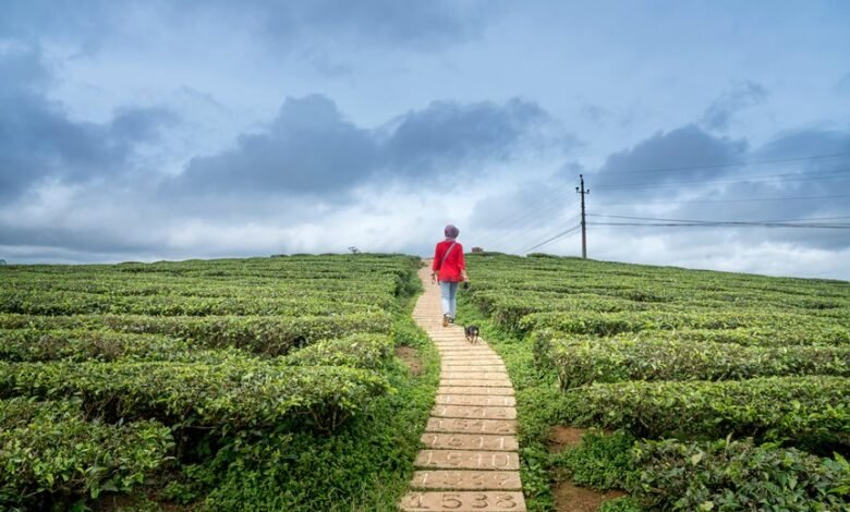 horizon pulse for ids