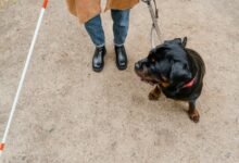 animal species discovery guide